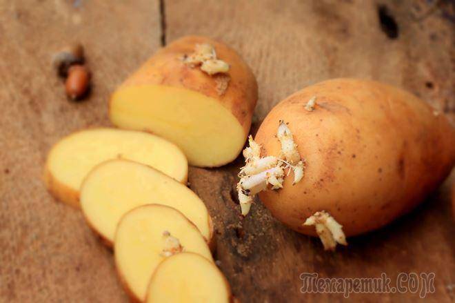 Как обновить картофель для посадки