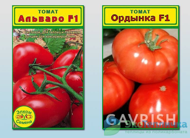 раннеспелые сорта томатов