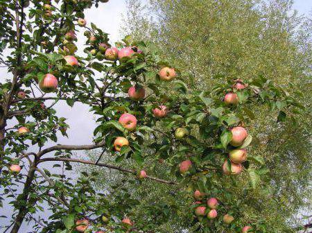 Яблоня Летнее полосатое: описание сорта, сроки созревания. Как правильно посадить яблоню весной