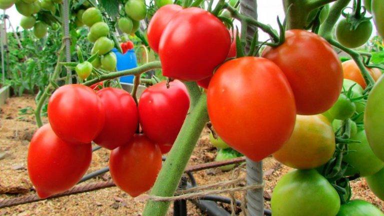 Лучшие урожайные сорта томатов для теплиц
