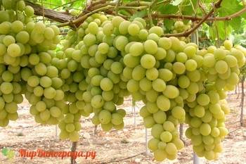 Самые вкусные сорта винограда
