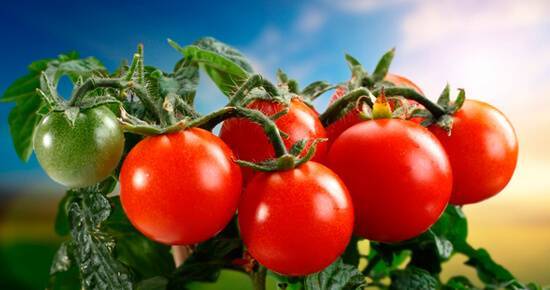 как посеять помидоры на рассаду