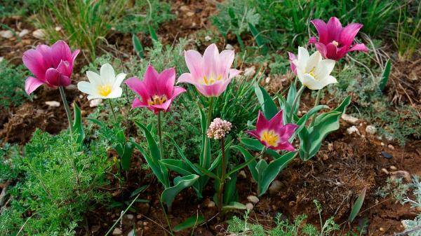 Дикие виды этого прекрасного цветка являются прямыми предками наших декоративных тюльпанов