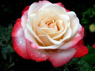 Чайно-гибридные розы - очень востребованные цветы с роскошной формой бутонов и сотнями лепестков