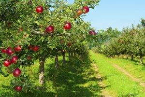 Когда сажать яблони в ленинградской области