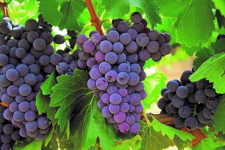 Ранняя обработка винограда
