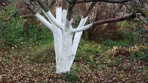 Акриловая побелка для деревьев