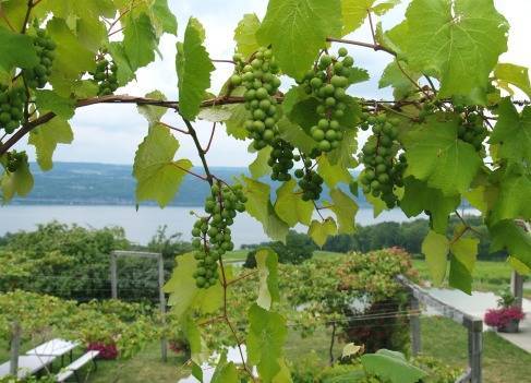 Как выращивать виноград на даче