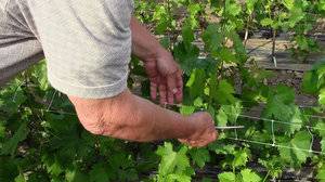 Как выращивать виноград на даче