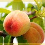 Сорта персиков для средней полосы россии