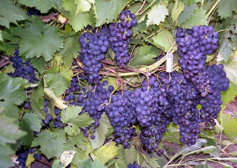 Как обрезать трехлетний виноград