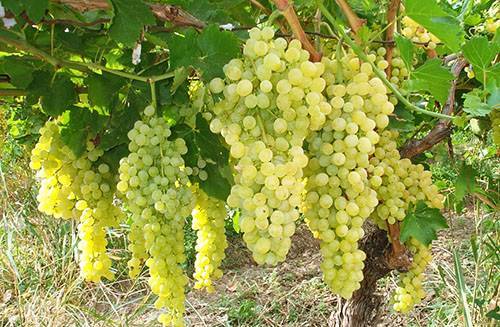 Соблюдение агротехники выращивания винограда
