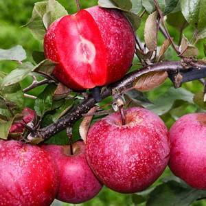 Осенние сорта яблок для средней полосы