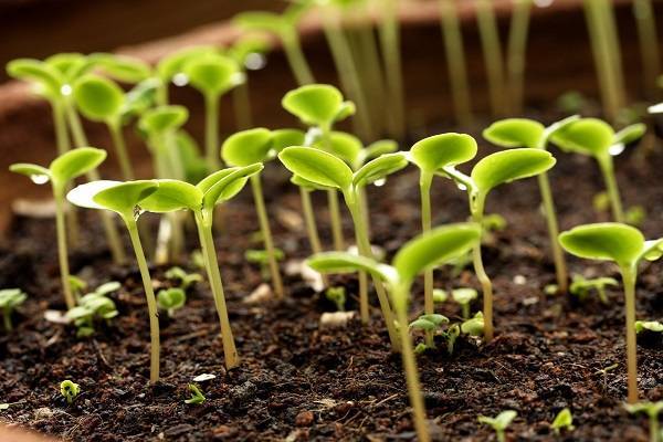 Как посадить клематис семенами