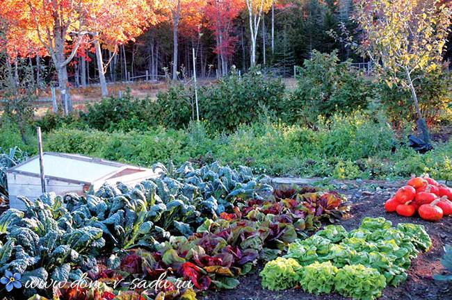 Осенние посадки в саду и огороде