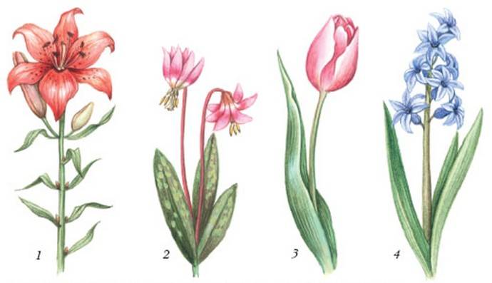 Многие лилейные растения – очень популярные высокодекоративные и красивоцветущие комнатные многолетние цветы
