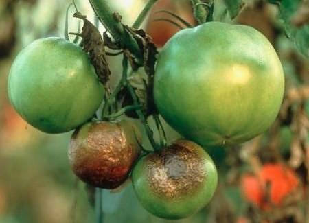 Пример фитофтороза на плодах томатов