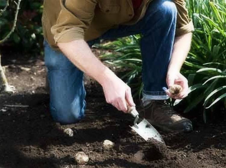 Выращивание лилий в открытом грунте: правила и советы