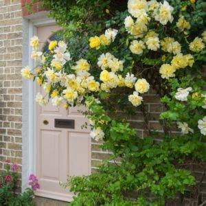 Розы Голден служат прекрасным украшением дома или сада, но для роста им нужно создать дополнительную опору.