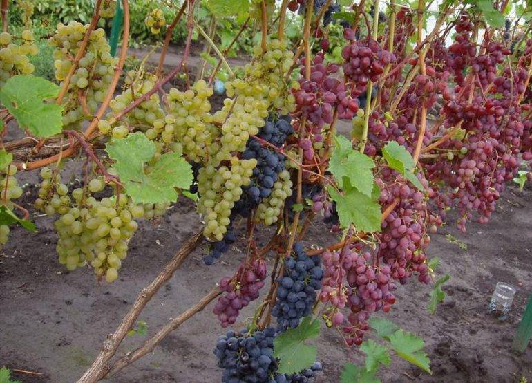 Зачем укрывают виноград на зиму?