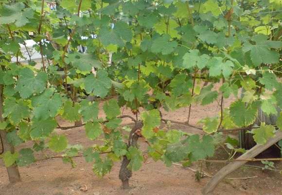 Влагозарядный полив винограда осенью