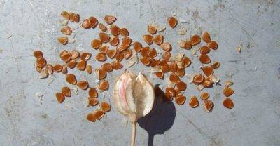 Как выглядят семена тюльпанов фото