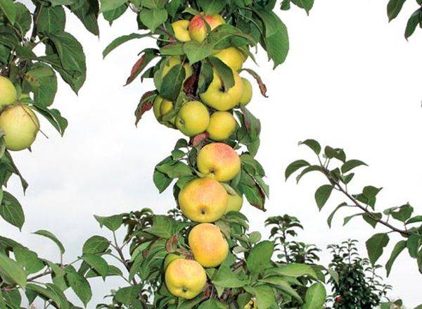 Колоновидные яблони для сибири сорта