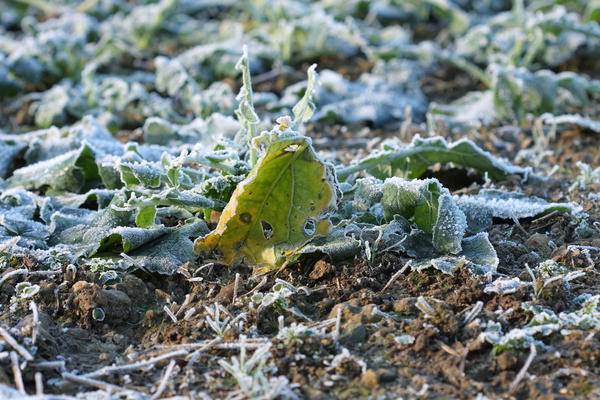 Лед не успевает растаять и просто разрывает клетки растения изнутри, приводя к их гибели.