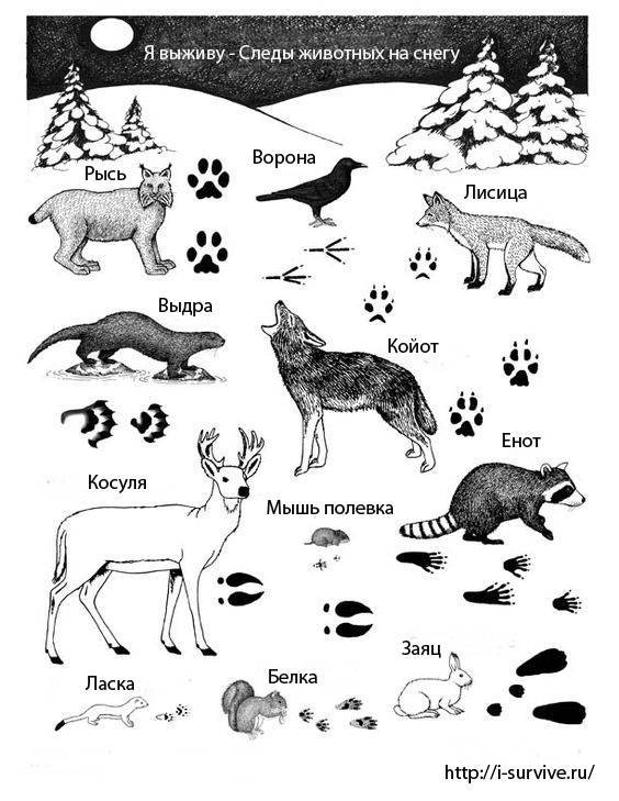 Как нарисовать следы животных
