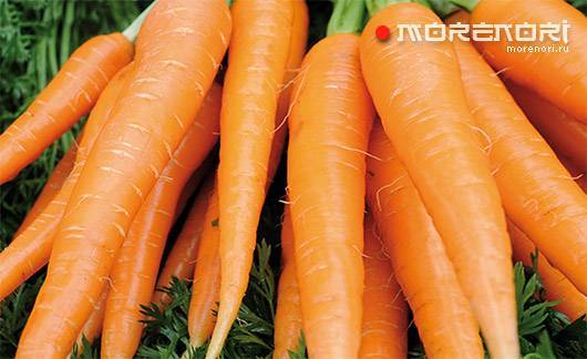 Правила выбора моркови без нитратов
