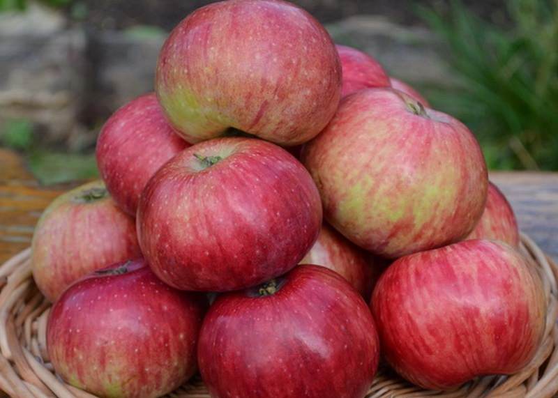 Лучшие сорта яблок для средней полосы россии