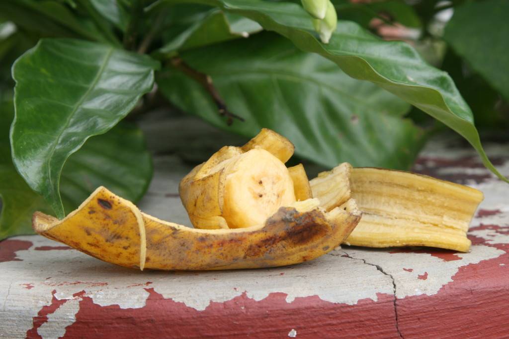 Кожура банана как удобрение