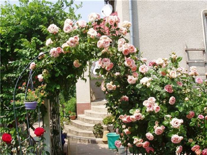 Известно немало случаев, когда в благоприятных условиях ветки плетистых роз нарастают свыше 10 м в длину