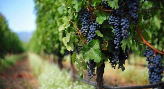 Приспособление для подвязки винограда
