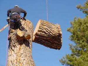 Как правильно спилить большое дерево