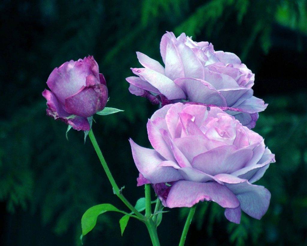 Сиреневые розы фото