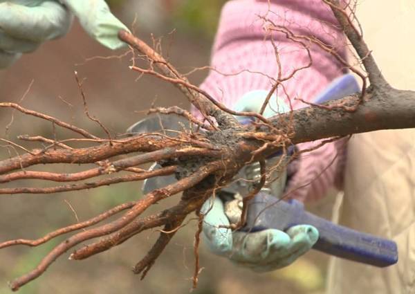 Саженцы осенней посадки опережают в развитии деревья, посаженные весной, на 20 дней