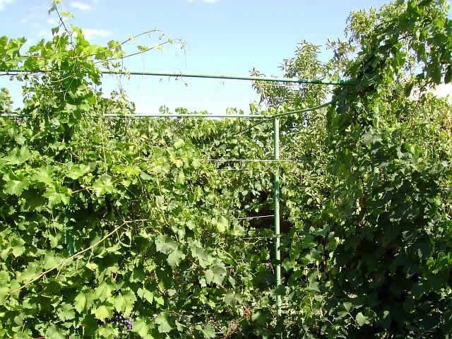 Где посадить виноград на даче фото