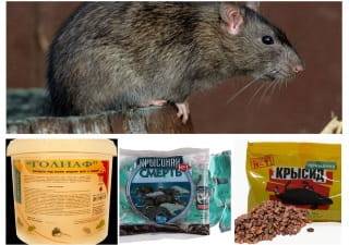 Лучшие средства от крыс и мышей