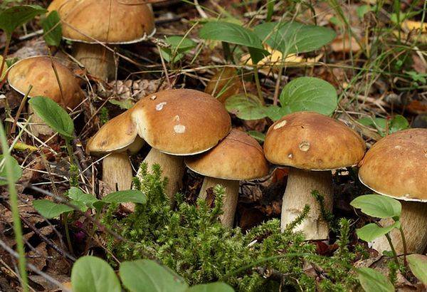 Как вырастить грибы из мицелия на огороде