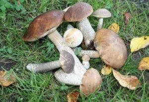 Как вырастить грибы из мицелия на огороде