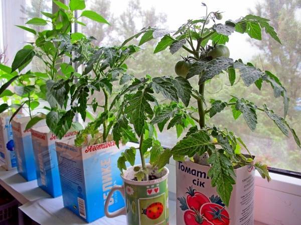 Выращивание томатов на балконе включает в себя несколько этапов
