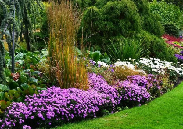 Садовые цветы долгоцветущие фото и названия