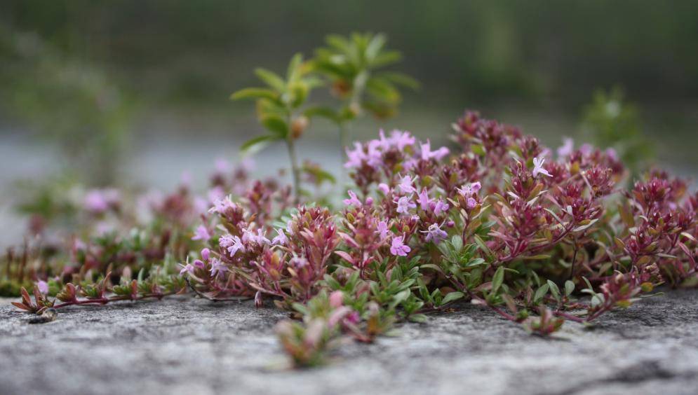 Цветы многолетники для сада неприхотливые долгоцветущие фото