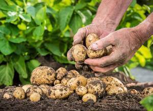 Как вырастить крупную картошку по новому методу
