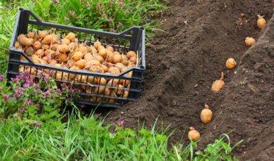 Способы выращивания картофеля