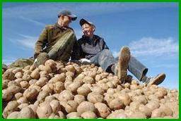 Получить урожай картофеля с одной сотки – 700кг!
