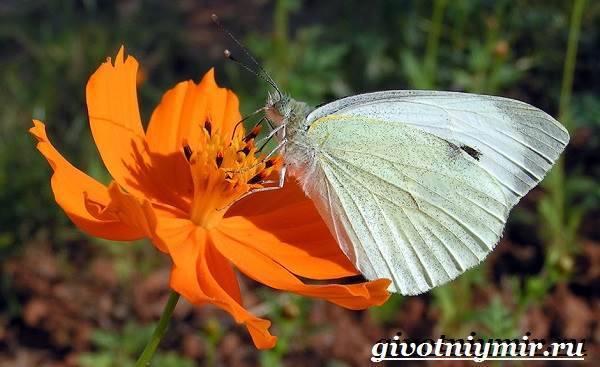 Капустница-бабочка-Образ-жизни-и-среда-обитания-капустницы-1