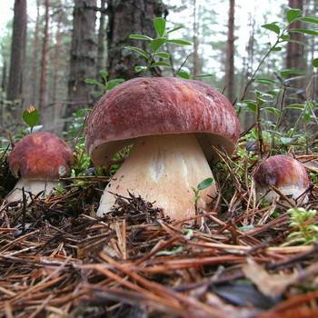 Температура роста грибов в лесу