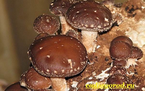 Шиитаке-грибы-Выращивание-шиитаке-Уход-за-шиитаке